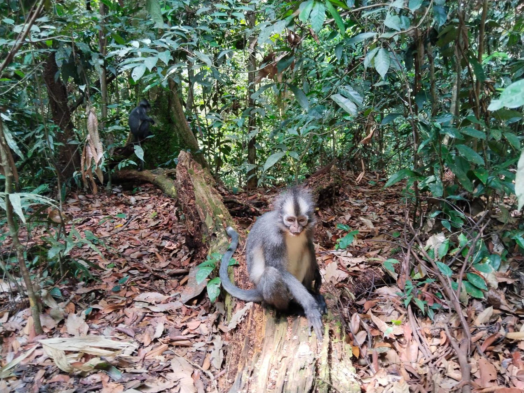 Jhony'S Backpacker-Guest House Only Stay Here Book Treking With Us ブキットラワン エクステリア 写真